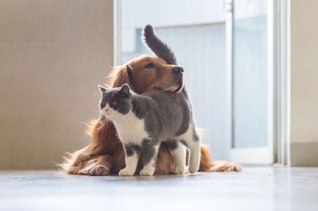 Katt stryker sig mot hund