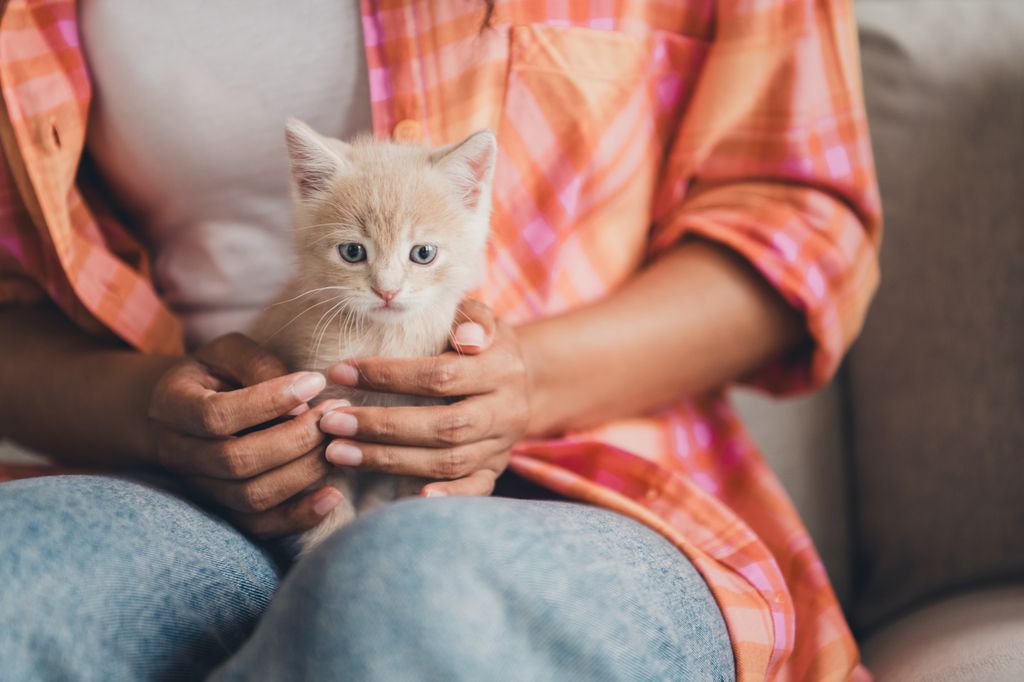 Tips inför köp av katt