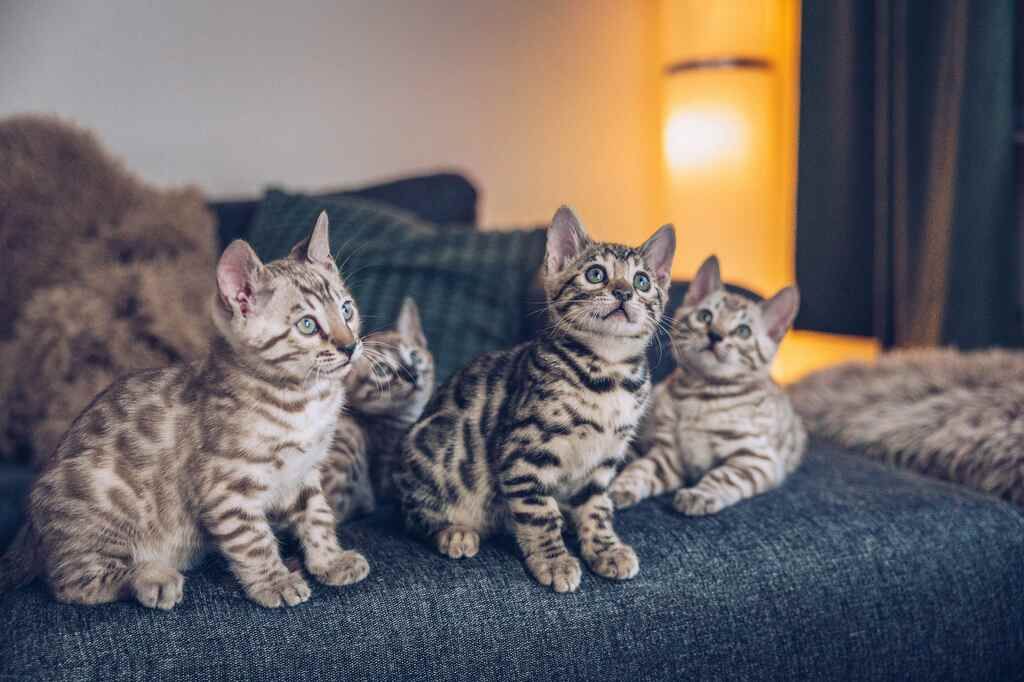 Kattungetips