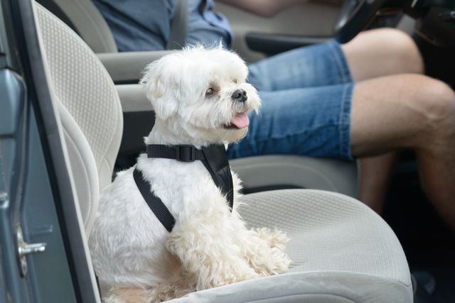Hund sitter med säkerhetsbälte i bilen.