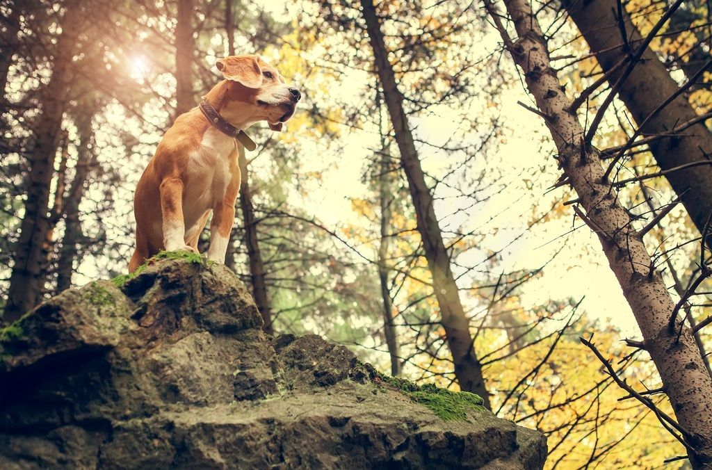 Hunden står på en sten i skogen