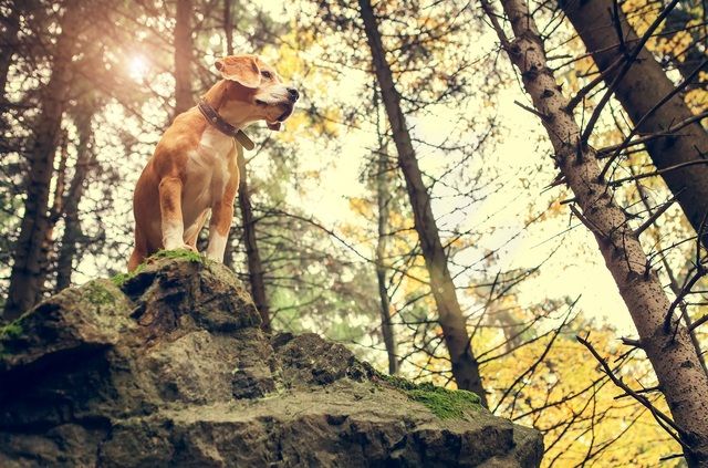 Hunden står på en sten i skogen