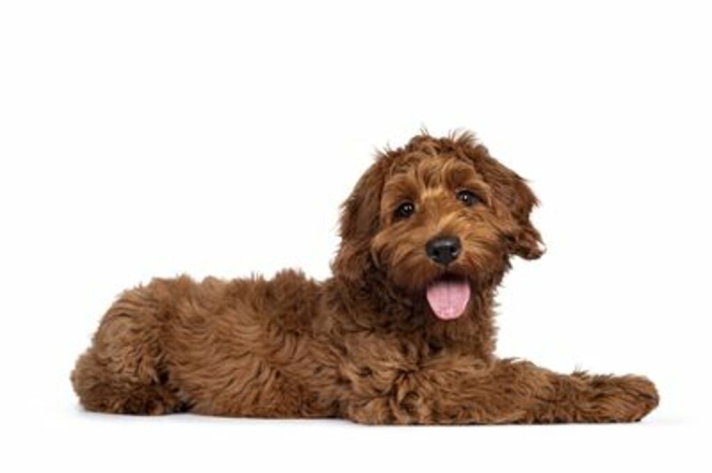 Skadestatistik om Labradoodle i Agrias Breed Profiles