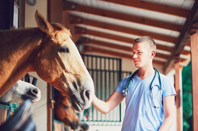 Veterinär med häst