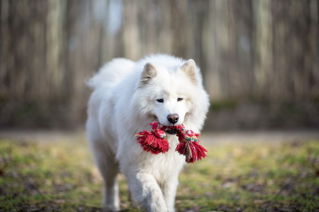 Vit samojedhund håller repleksak