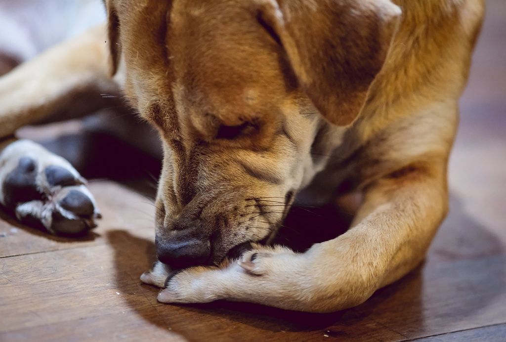 Hund slicker på tassen