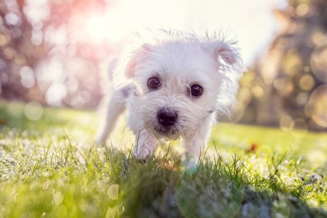 Liten vit hund luktar på gräs utomhus
