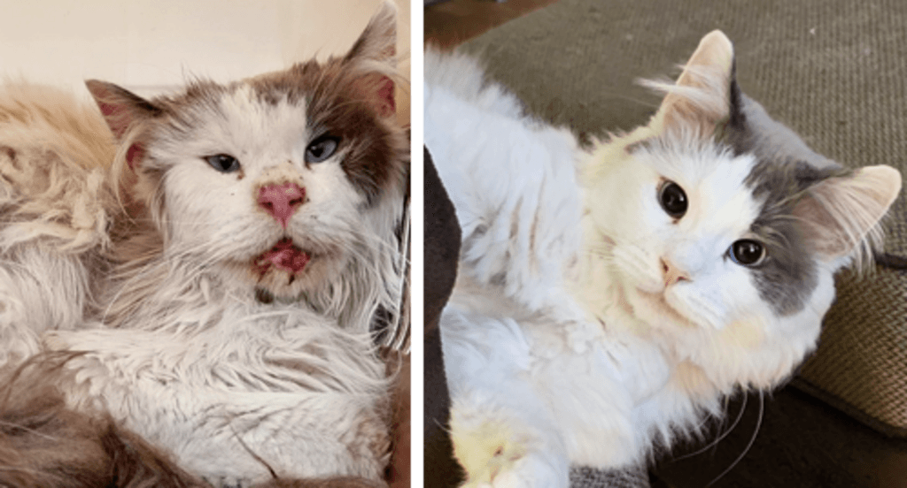 Före- och efterbild på katten Sigge, från hemlös till huskatt.