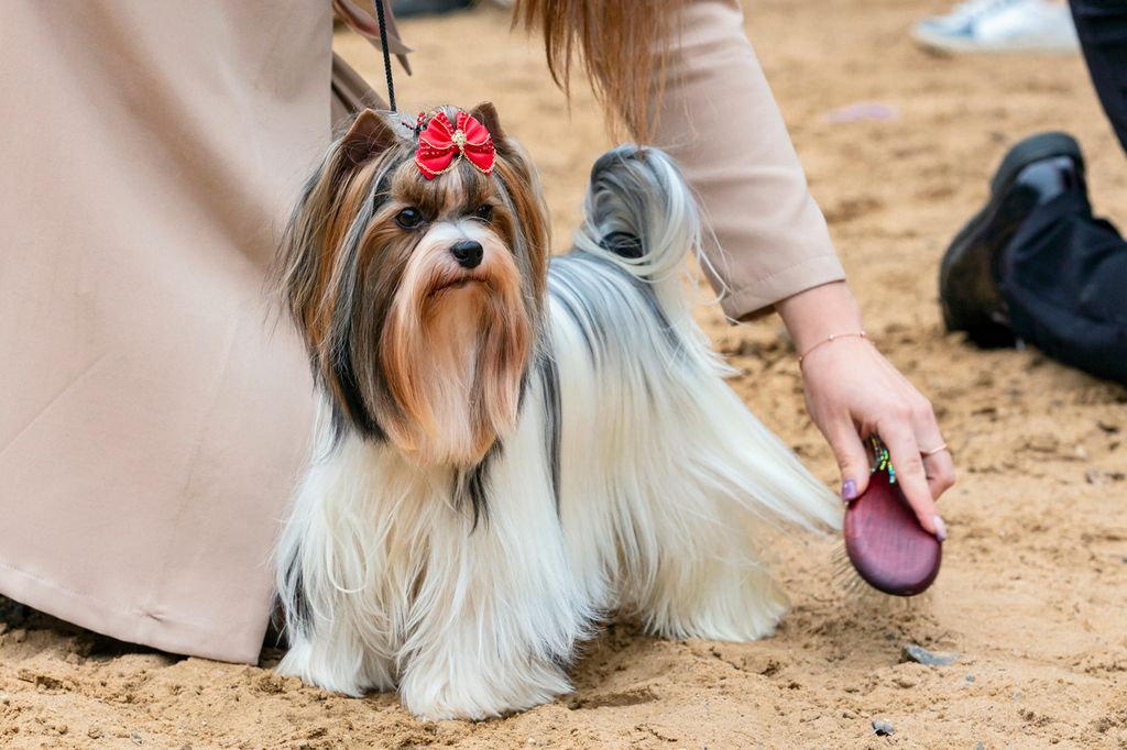 Liten hund på hundutställning blir borstad 