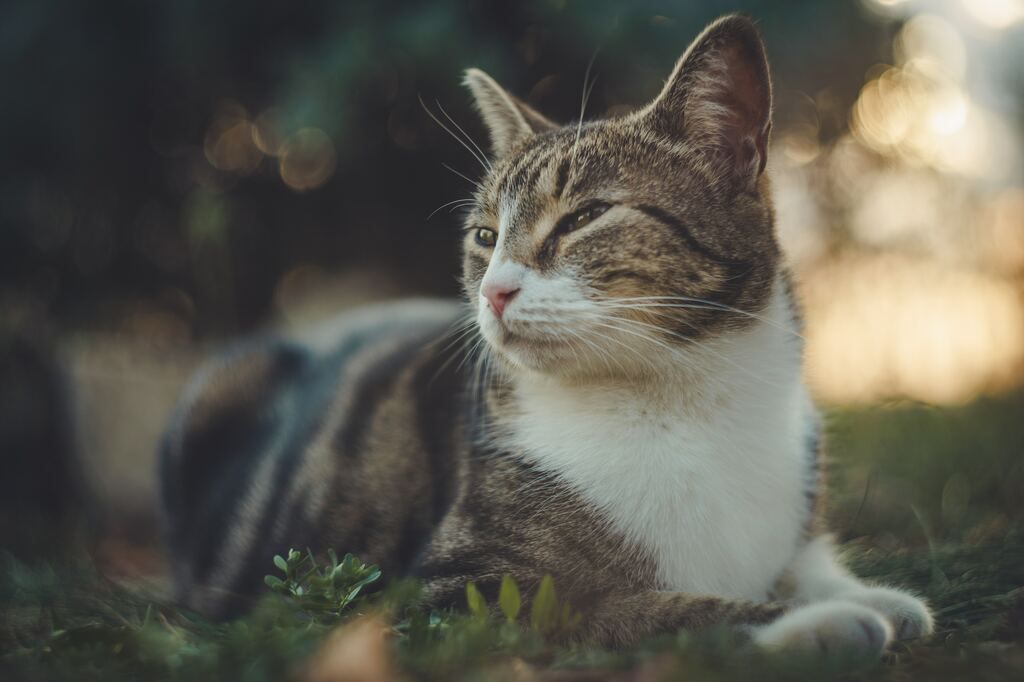 Katt myser i trädgården.