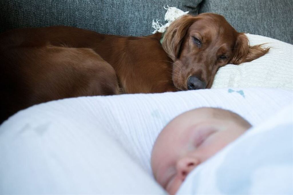 Hund och bebis som sover i soffan.
