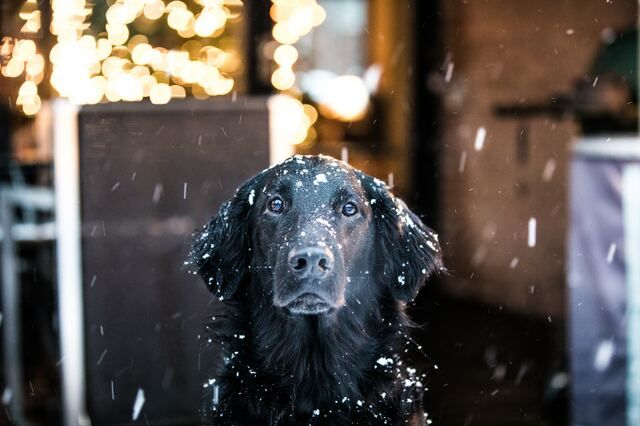 Svart hund sitter utomhus 