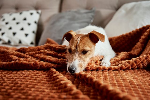  En hund ligger på en mjuk, brun filt i soffan