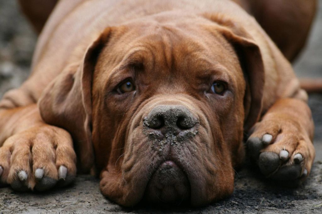 Hund som har ont kan vissa sin smärta på.
