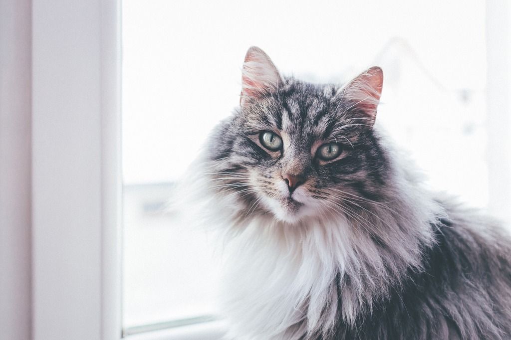Katt som sitter i fönster.