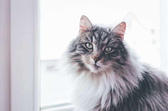 Katt som sitter i fönster.