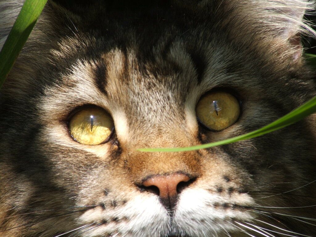 Kattsnuva, kattinfluensa, är en relativt vanlig luftvägsinfektion.