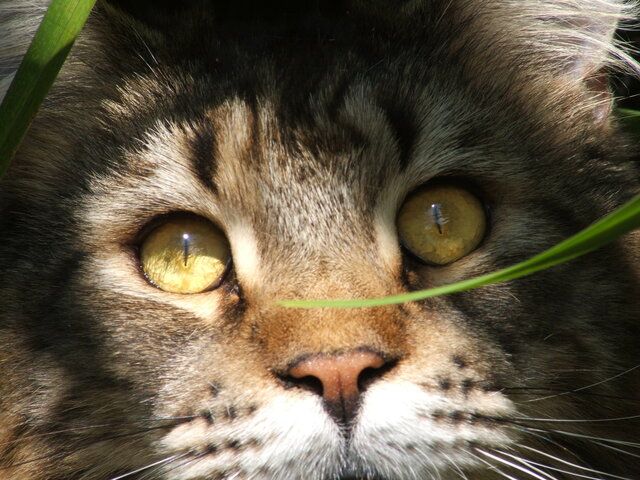 Kattsnuva, kattinfluensa, är en relativt vanlig luftvägsinfektion.