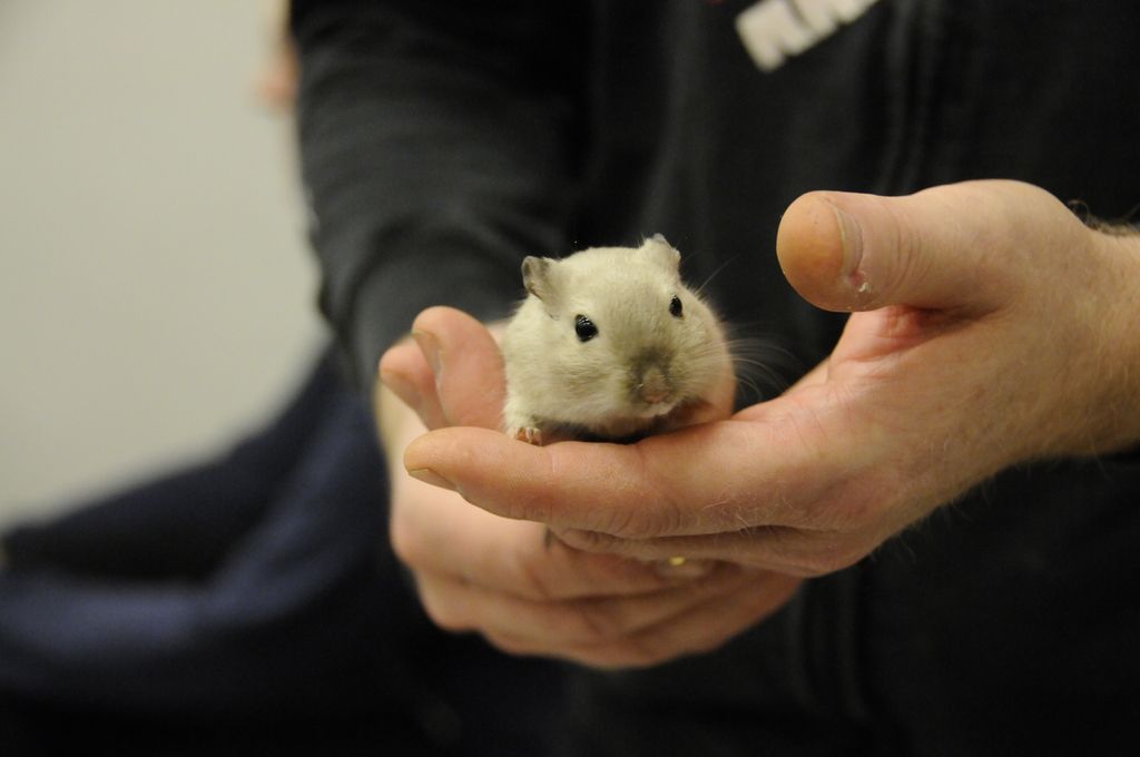 Gerbil i händer