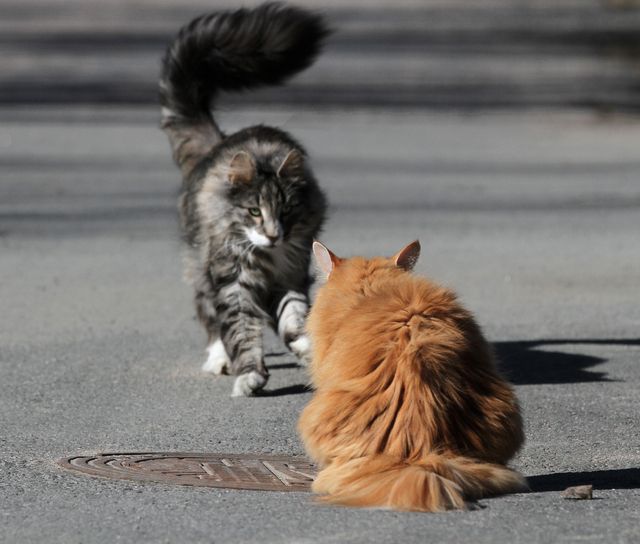 Katter kan försvara sitt revir genom att konfrontera andra katter