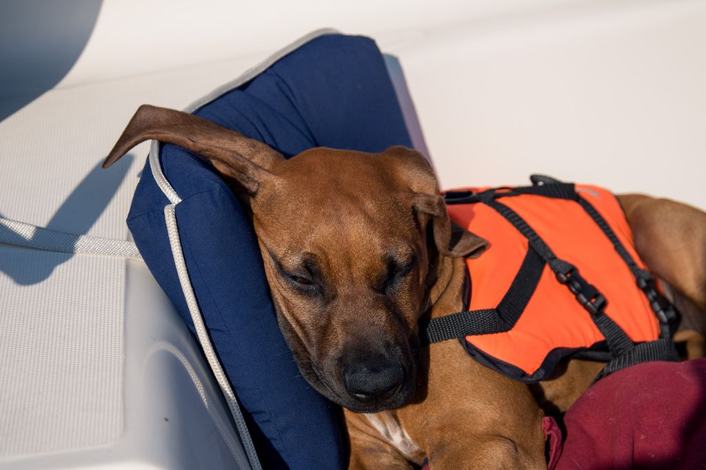Hund sover på båt med flytväst på.
