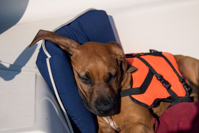 Hund sover på båt med flytväst på.