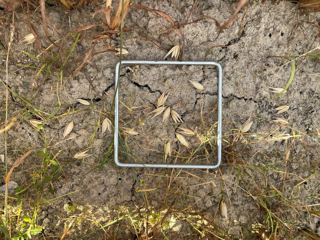 Närbild på jord där en grödaskada värderas.