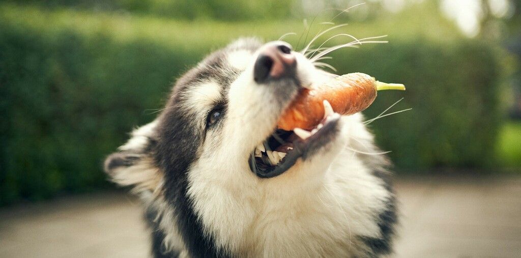 Hund äter morot