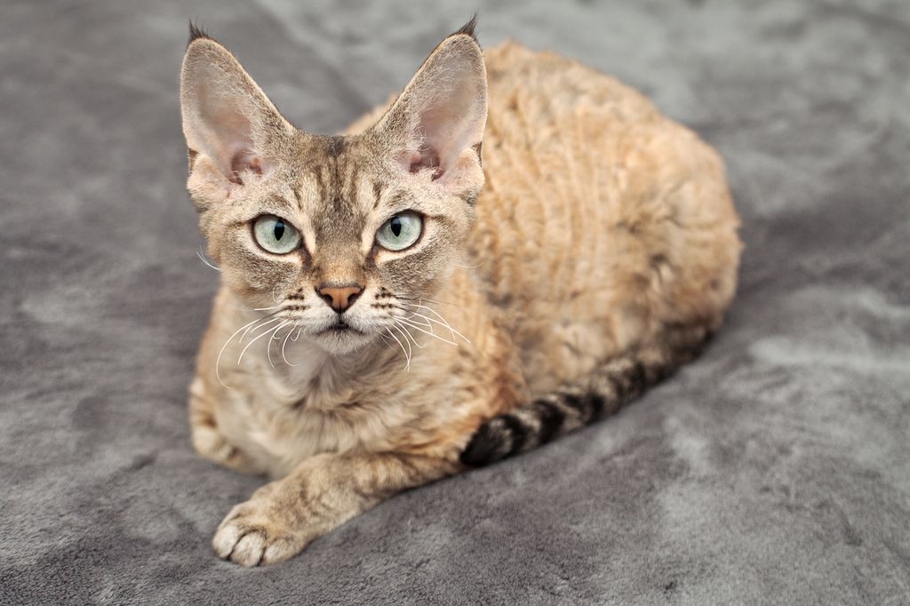 Hälsostatistik devon rex