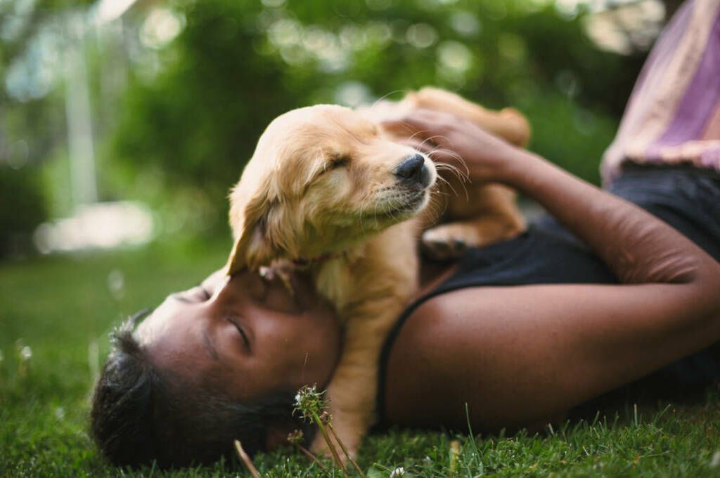 Nyfiken hund. Vad kan vi om hundar?