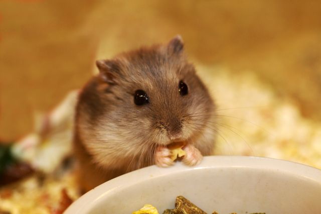 Hamster äter i buren