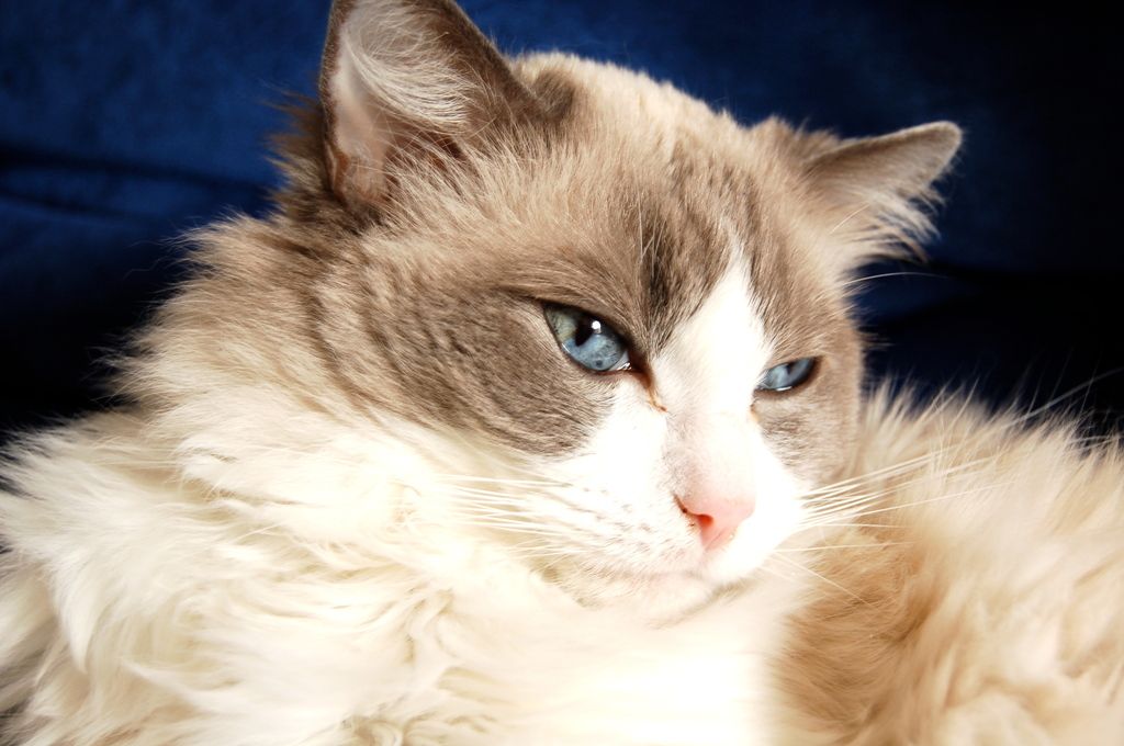 Ragdoll med mycket päls.