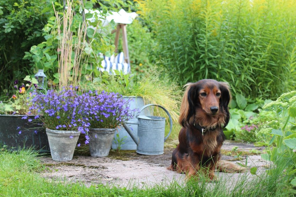 I trädgården lurar faror för hunden