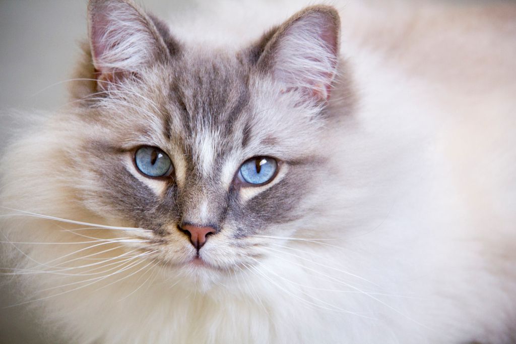 Närbild på kattrasen ragdoll tittar in i kameran