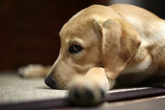  En ljusbrun hund ligger ner 