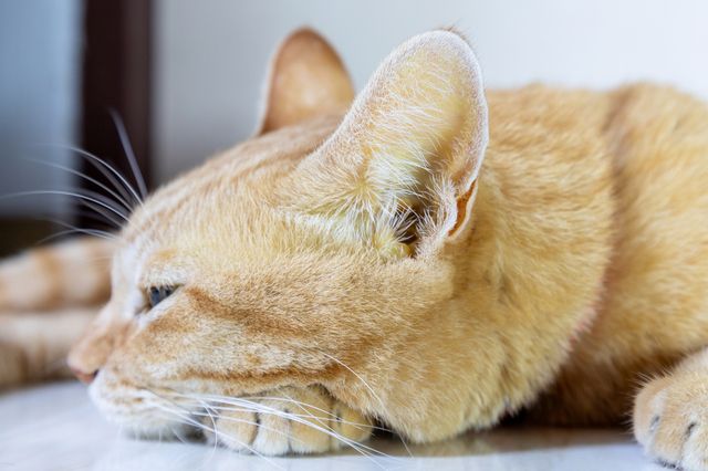 Katt med gulaktig hudton, kan vara tecken på gulsot.