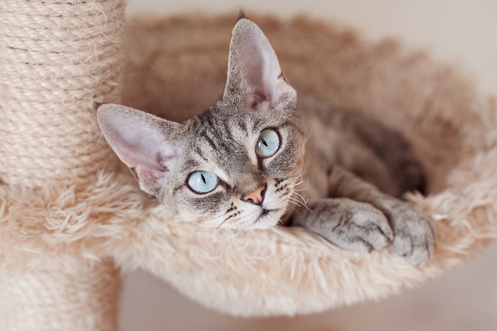 En Devon Rex kattunge.