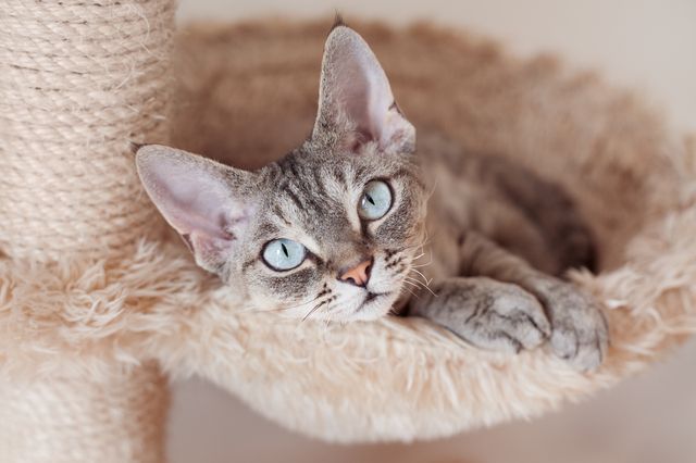En Devon Rex kattunge.