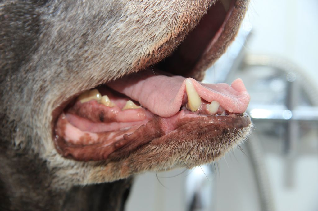 En närbild på en hunds mun som är öppen, där tänder och tunga syns tydligt