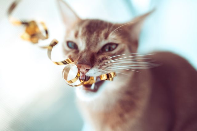 Katt som tuggar på presentsnören kan vara farligt.