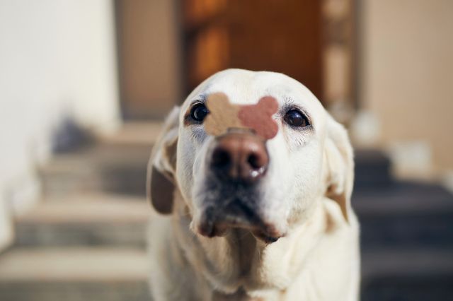 Hund med godis på nosen, en bra aktivering för hundar.