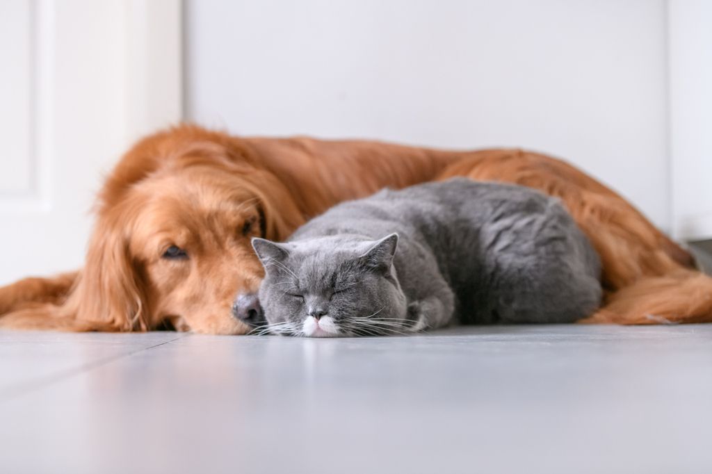 Hund och katt ligger och vilar tillsammans