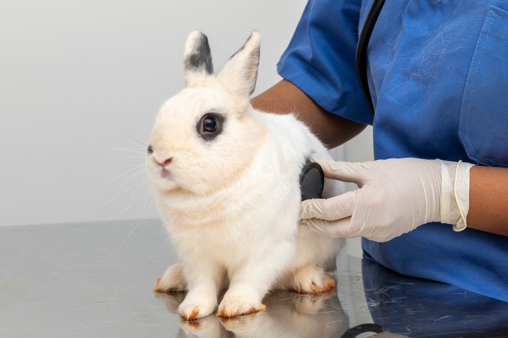 Trumsjuka behöver akut undersökas av veterinär