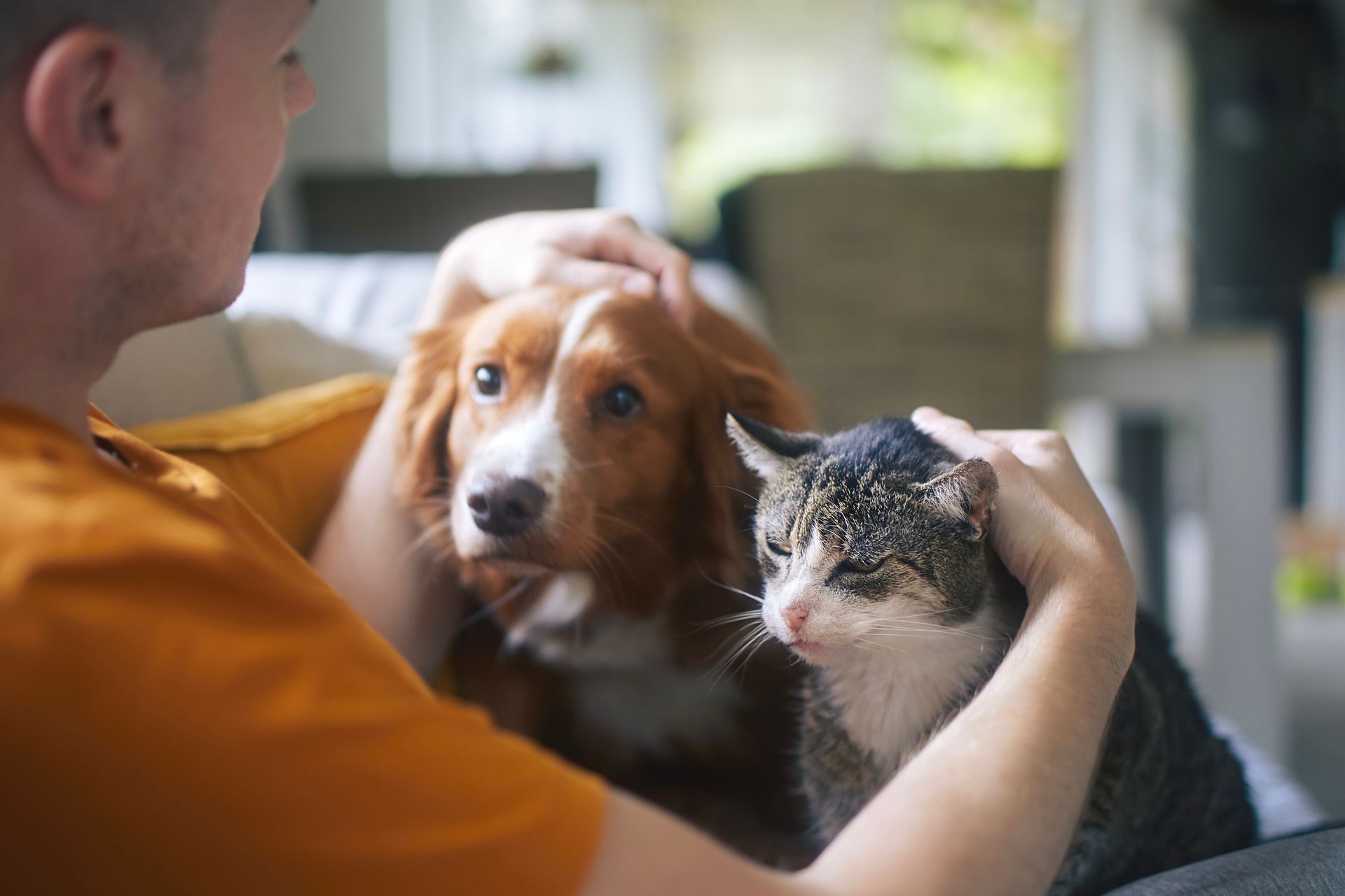 Husse klappar sin hund och katt