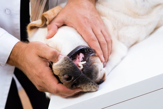 Veterinär undersöker hundens mun.