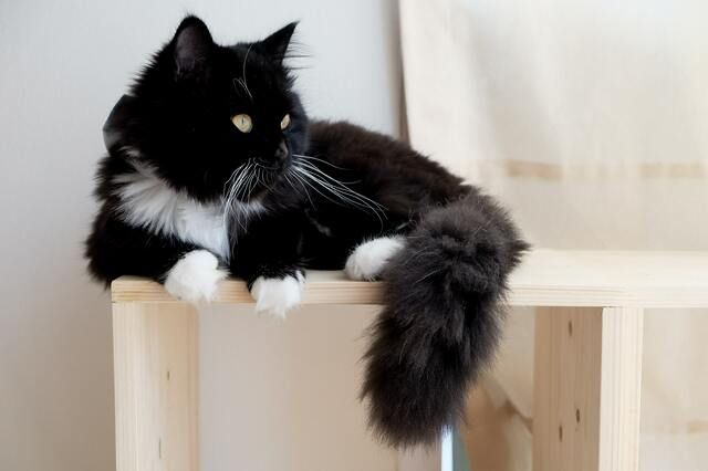 Katt ligger uppe på en hylla och spanar.