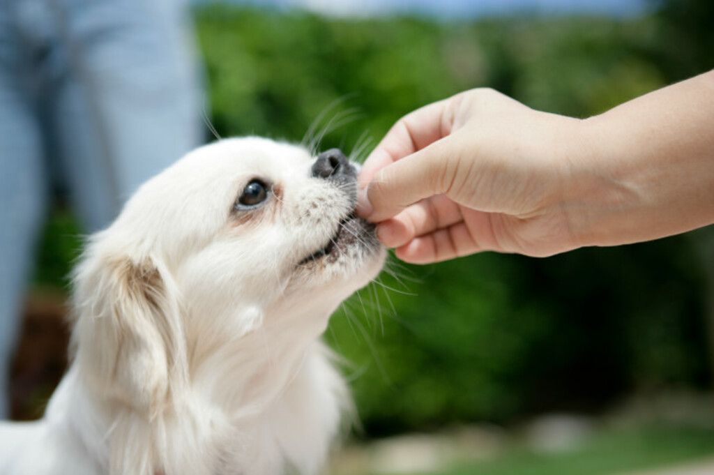 Hund blir belönad med godis från person