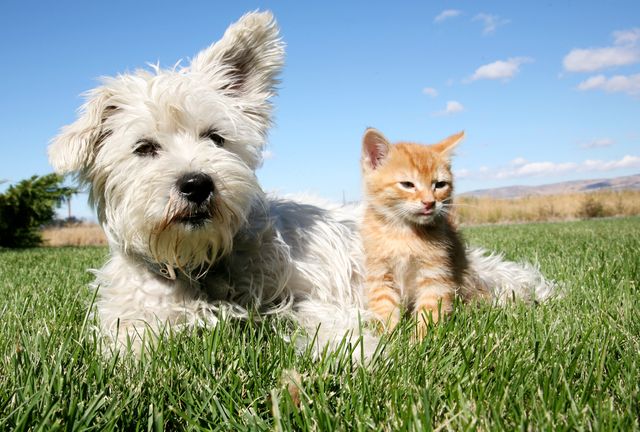 Hund och katt