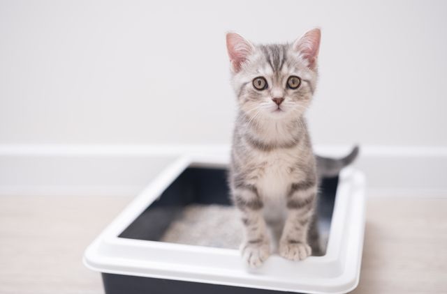 Varför kissar min katt blod?