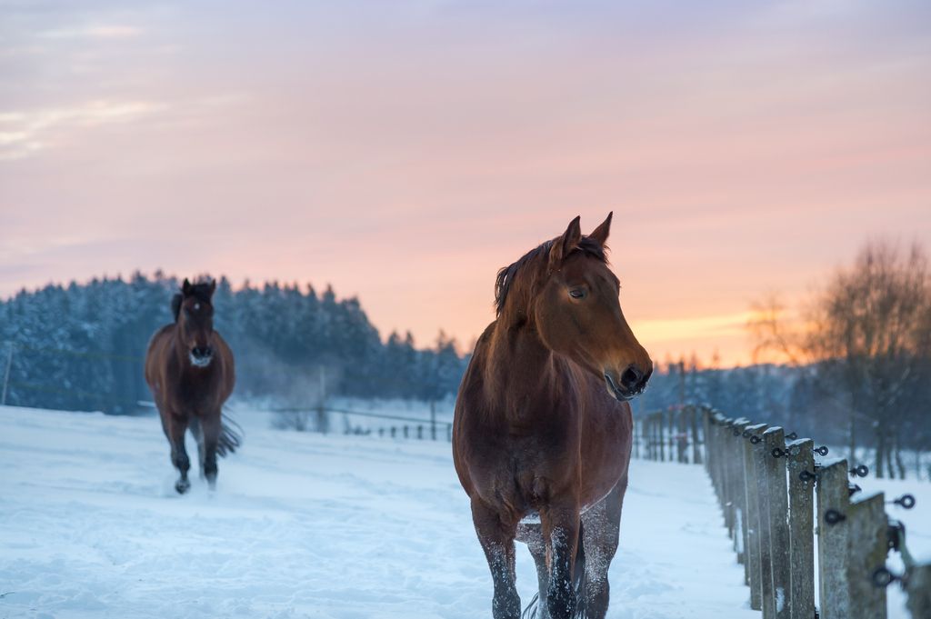 Två hästar i vinterhage med snö.